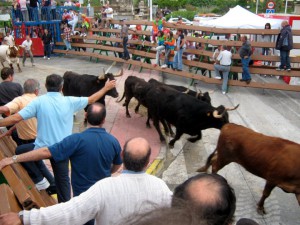 spansk tyre løb i javea